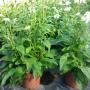 Echinacea Bianca Vs 18