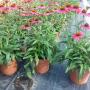 Echinacea Vs 18