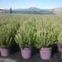 Lavanda Stoechas Vs 14