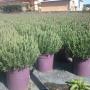 Lavanda Stoechas Vs 18