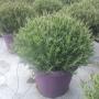 Lavanda Stoechas Vs 30