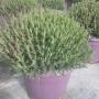 Lavanda Stoechas Vs 35