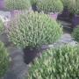 Lavanda Stoechas Vs 35