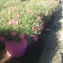 Margherita Cespuglio 35 Rosa