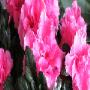 Fiori