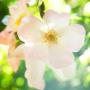 Fiori