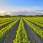 Agricoltura