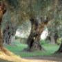 Agricoltura - Attrezzi, Prodotti e Forniture