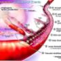 Angiogenesis