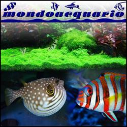 MONDO ACQUARIO di GHERARDOTTI & ORTOLANI snc
