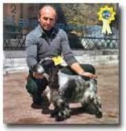 ALLEVAMENTO DELLA PIOPPA di MARANGONI PRIMO