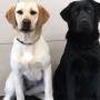 Toelettatura Gatti Toelettatura Cani e Gatti Massignani