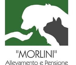 ALLEVAMENTO PENSIONE CANI E GATTI MORLINI di MATTIOLI ILVA