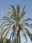 PALMA-PHOENIX-CANARIENSIS