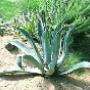 Caricato da visitatore il 30/08/2018 - AGAVE