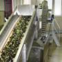 Lavaggio olive