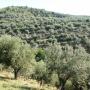 Oliveto