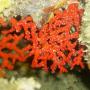 Corallo Rubrum