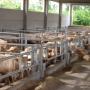 cancelli mangiatoia per ingrasso