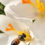 Bienen Völker am Ansitz Plantitscherhof