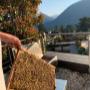 Bienen am Ansitz Plantitscherhof
