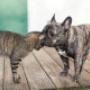 Cane e Gatto