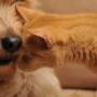 Cane e Gatto