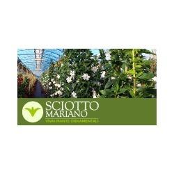 Vivai Eredi Sciotto Mariano