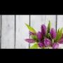 Fiori