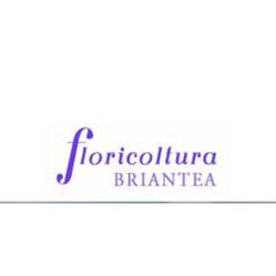 Floricoltura Briantea