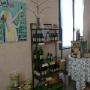 Olio Extravergine di Olive Taggiasche