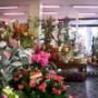 Varietà di Fiori