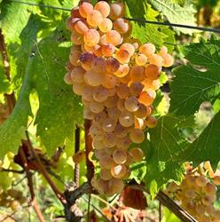 La Sarticola
