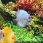 Acquario