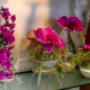Gallery Professionale